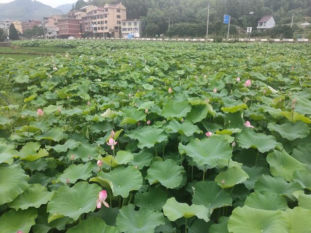 《红楼梦》有一块三生石，万万没想到，青田也有一块三生石（红楼梦有一块三生石）(4)