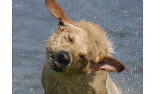 饲主在保障河边给宠物狗洗澡不慎滑下水 他抱着狗不放